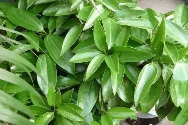 花卉焉了不要緊，這里有最全的補(bǔ)救措施