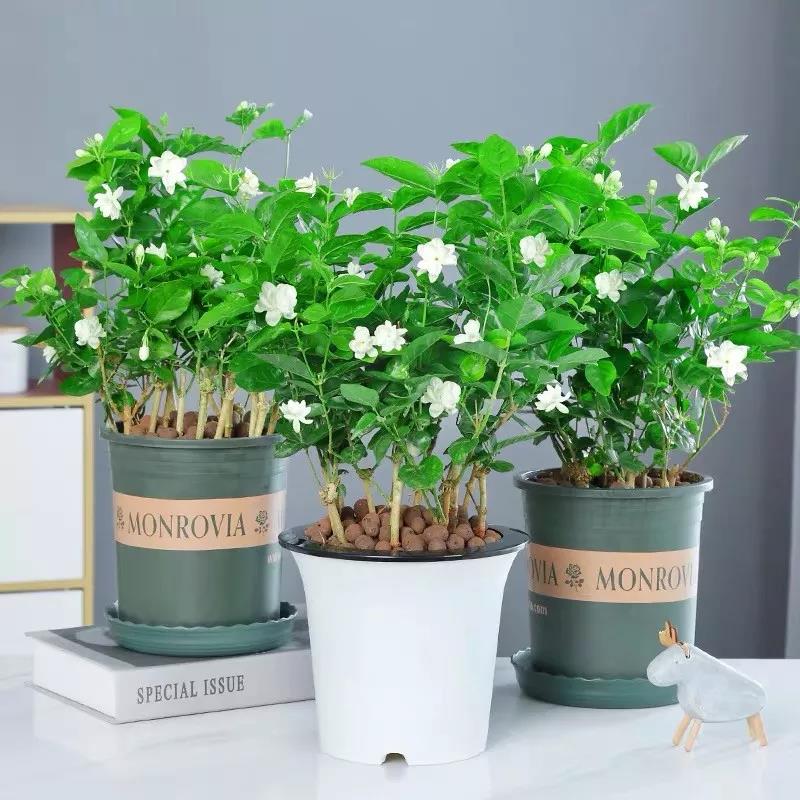 怎樣使盆栽三角梅常開(kāi)不斷