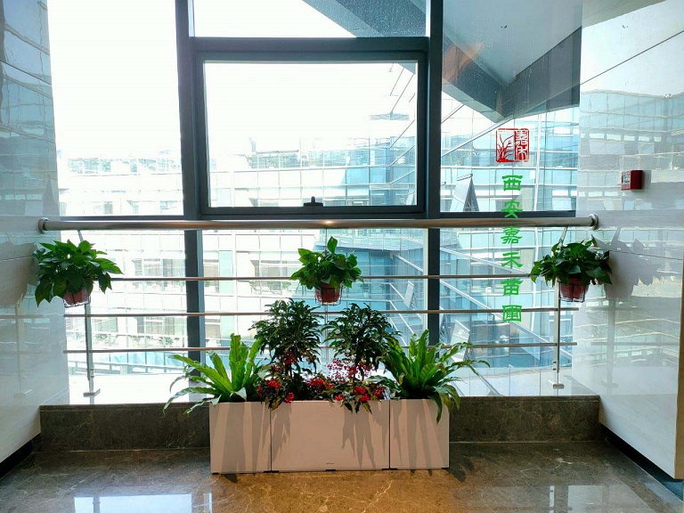 西安商場(chǎng)綠植租賃的花卉莫名其妙落葉？很可能