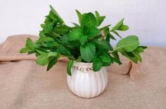 那些有助于睡眠的花卉，讓你遠(yuǎn)離失眠困擾！