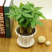 發(fā)財樹上出現(xiàn)這種枝，別手軟，馬上剪！