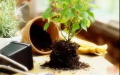 一毛錢的小東西，居然讓家里的花長瘋了