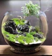 禪意苔蘚微景觀，絕了！