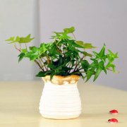 萬年青清熱解毒、蘆薈夜間制氧&hellip;這9種室內(nèi)綠植