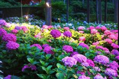 個個美如仙女的繡球品種，喜歡的別錯過！