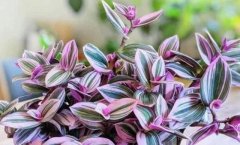 如同油畫一樣的吊蘭，顏值高又好養(yǎng)！