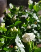 這7種花香味超好聞，聞一下就上癮，聞了還想聞