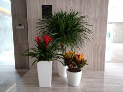 西安高端商場(chǎng)的綠植租擺景觀設(shè)計(jì)哪家創(chuàng)新，公