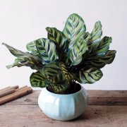 這7種花10&deg;C還不搬進(jìn)屋，當(dāng)心明年收空盆！