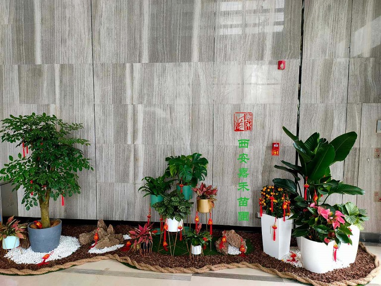 西安商場(chǎng)綠植租賃公司排名|嘉禾苗圃