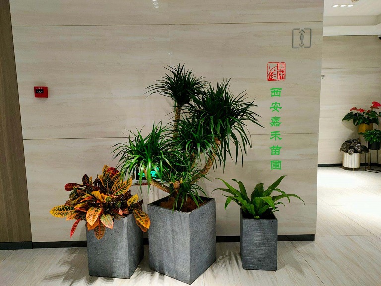 西安商場(chǎng)綠植租賃|嘉禾苗圃
