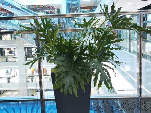 西安商場(chǎng)花卉綠植租賃植物春羽的養(yǎng)護(hù)方法