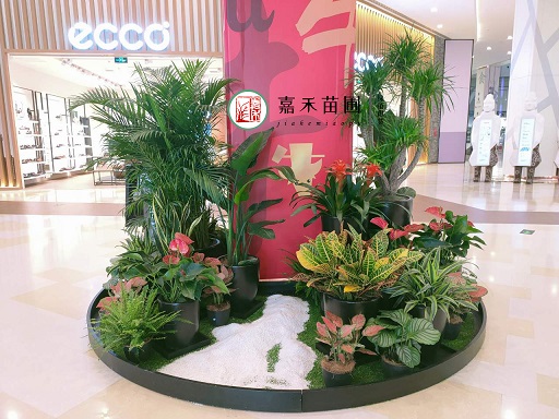 西安商場(chǎng)綠植租擺租賃|西安嘉禾苗圃 西安商場(chǎng)綠植租擺租賃|西安嘉禾苗圃