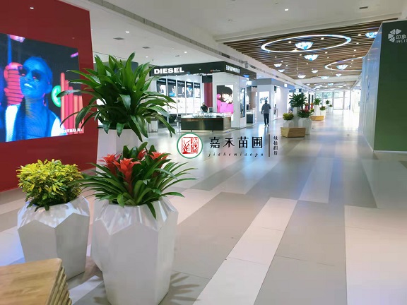 商場(chǎng)花卉綠植租擺養(yǎng)護(hù)，你必須知道這些