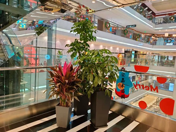 西安商場(chǎng)綠植租擺效果圖，在哪擺放都可以很美。