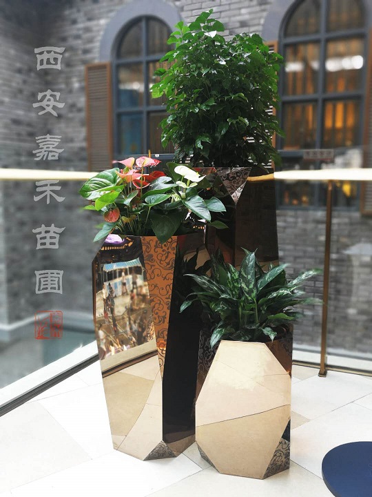 商場(chǎng)綠植租賃方案|西安嘉禾苗圃