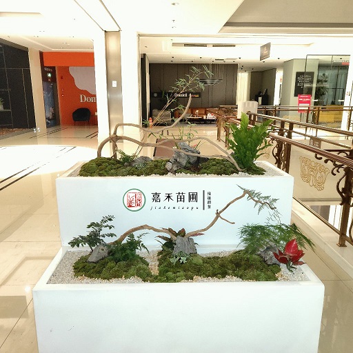 西安商場(chǎng)花卉綠植租賃|西安嘉禾苗圃 西安商場(chǎng)花卉綠植租賃|西安嘉禾苗圃