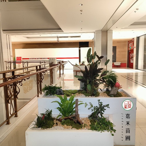 西安商場(chǎng)花卉綠植租賃設(shè)計(jì)|西安嘉禾苗圃 西安商場(chǎng)花卉綠植租賃設(shè)計(jì)|西安嘉禾苗圃
