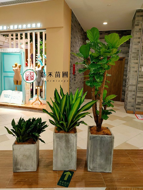 西安商場花卉綠植租賃電話|15202909185西安嘉禾苗圃 西安商場花卉綠植租賃電話|15202909185西安嘉禾苗圃