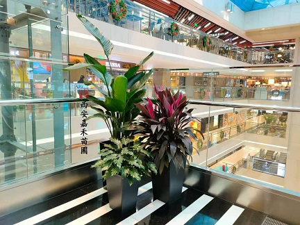 商業(yè)綠植租賃公司|西安嘉禾苗圃 商業(yè)綠植租賃公司|西安嘉禾苗圃