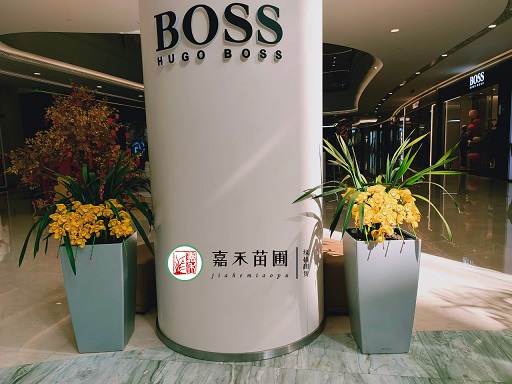 花卉綠植租賃為商場帶來的五大益處