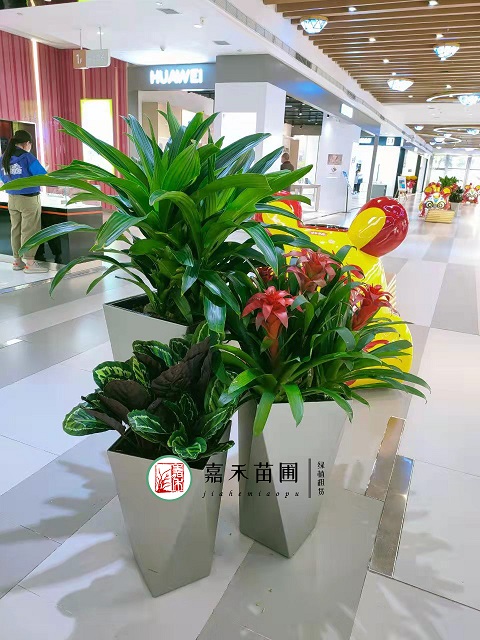 商場(chǎng)花卉綠植租賃公司|西安嘉禾苗圃