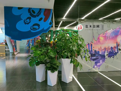 商場花卉綠植租賃|西安嘉禾苗圃