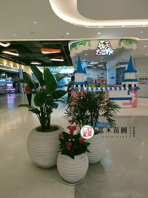 西安商場花卉綠植租賃|西安嘉禾苗圃