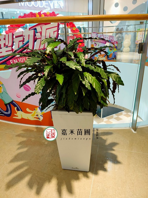 商場花卉綠植租賃公司|西安嘉禾苗圃