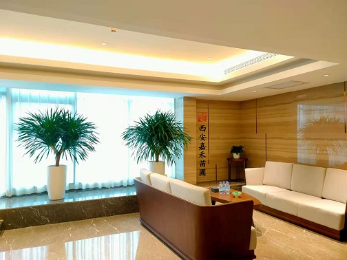 西安綠植租賃這樣養(yǎng)龍血樹，霸氣又鎮(zhèn)宅，福至全家！