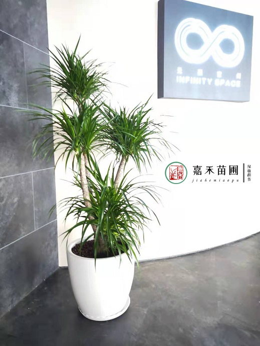 西安綠植租賃案例|西安嘉禾苗圃