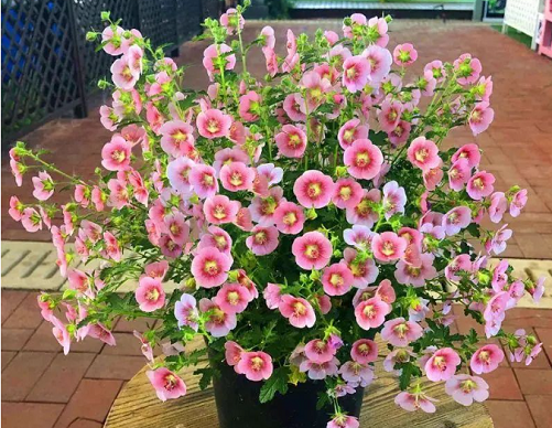 小木槿的養(yǎng)護(hù)方法|西安嘉禾苗圃