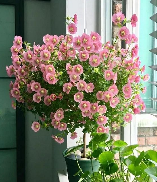 小木槿的養(yǎng)護(hù)方法|西安嘉禾苗圃綠植租擺