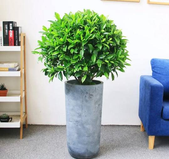 西安綠植租賃推薦企業(yè)|西安嘉禾苗圃