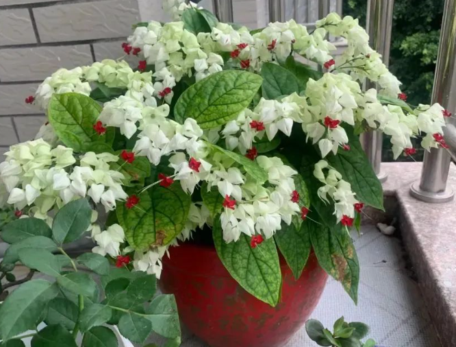 西安花卉租賃推薦|春天一定養(yǎng)盆它，開花&ldquo;轉(zhuǎn)龍運&rdquo;，富貴到家門