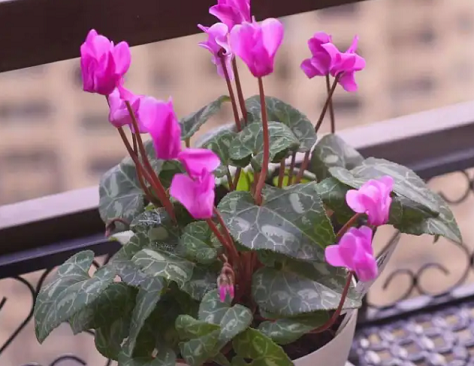 仙客來養(yǎng)護(hù)方法|西安嘉禾苗圃