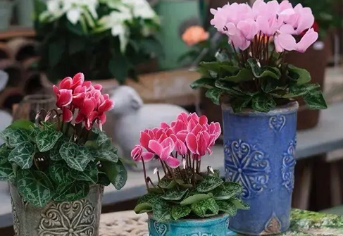 仙客來養(yǎng)護(hù)方法|西安嘉禾苗圃