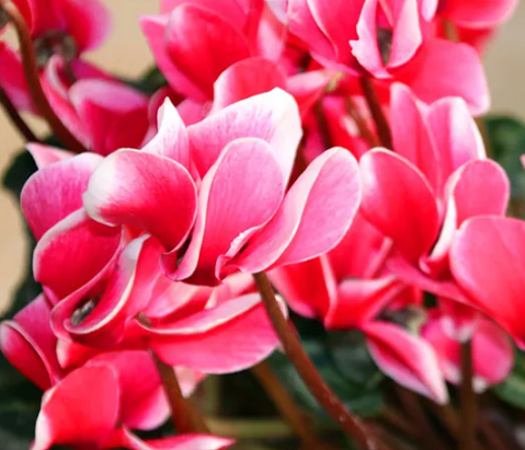 仙客來養(yǎng)護(hù)方法|西安嘉禾苗圃