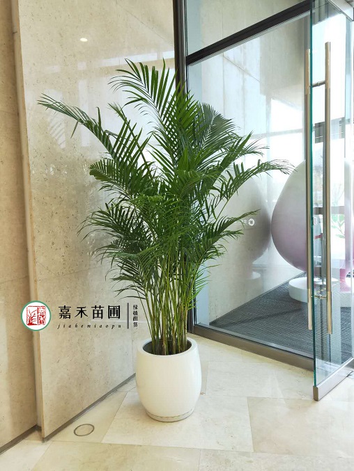 西安金地廣場(chǎng)綠植租擺：西安嘉禾苗圃