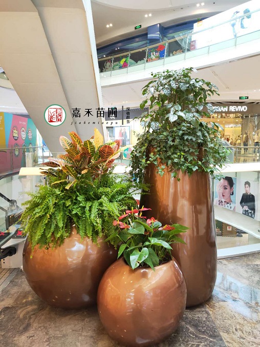 西安金地廣場(chǎng)花卉租擺公司：西安嘉禾苗圃