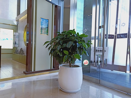 金地廣場(chǎng)花卉租擺：西安嘉禾苗圃