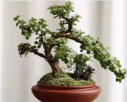 冬季養(yǎng)金枝玉葉，做好4件事，整個冬天沒有黃葉