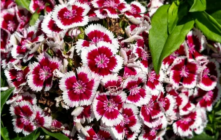 冬天家里養(yǎng)6種&ldquo;殺菌花&rdquo;，家里養(yǎng)一盆，全家健康少生??！