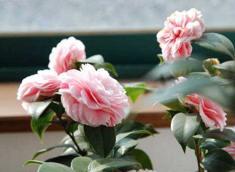 這4種香香花，過年開得正旺，比香水還好聞！