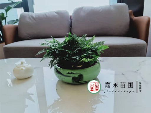 西安高新區(qū)的辦公室綠植租賃案例