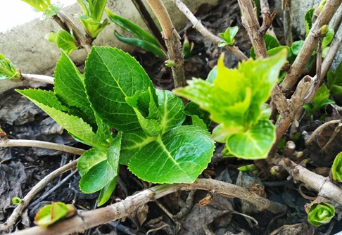 月季花和繡球花快要蘇醒了，抓緊修剪、施肥！