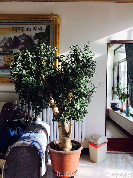 客廳綠植推薦|客廳養(yǎng)&ldquo;好樹&rdquo;，子孫一直富！