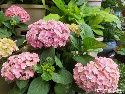 繡球花換盆后萎蔫、干葉怎么辦？