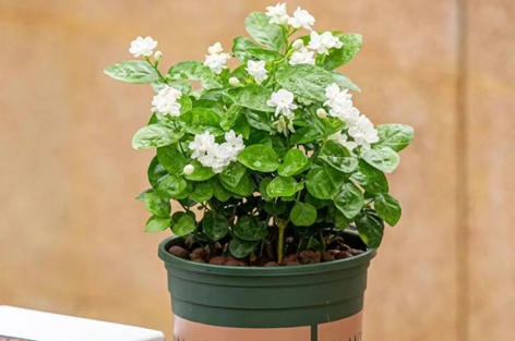 茉莉開花時，這3件事千萬不要做，否則黃葉又掉苞，看著就心疼！