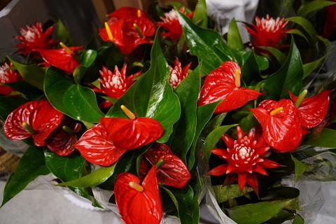 夏天養(yǎng)紅掌花，最容易出現(xiàn)的3個葉片問題，難怪黃葉不開花